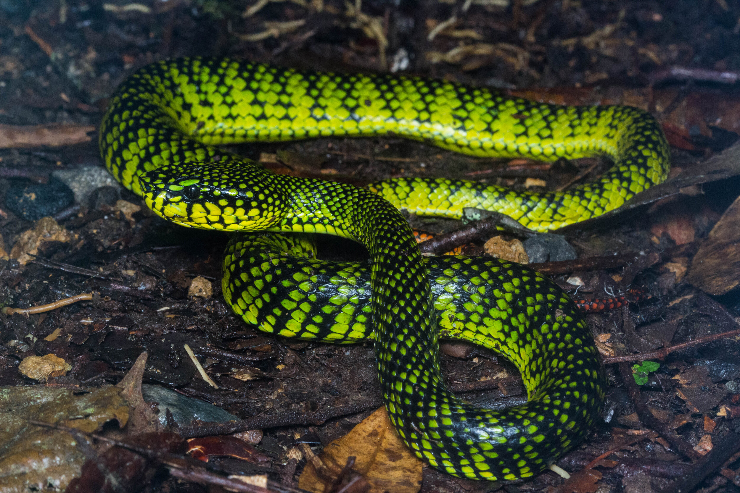 Malomii Pit Viper