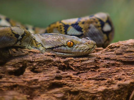 The Reticulated Python, the largest snake in the world
