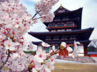 Hanami e Sakura due parole in una