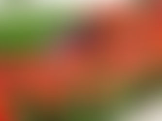 Il fiore simbolo della Turchia