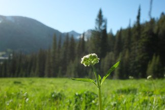 wild flower in a field