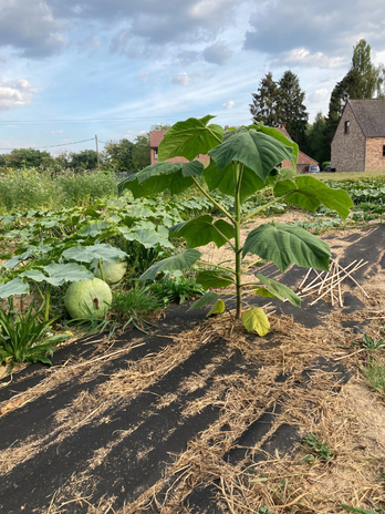 Agroforestry with Paulownia