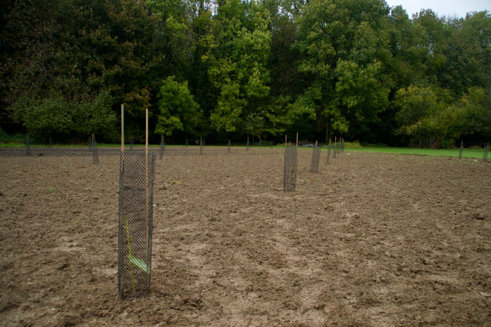 Champs de plants de Paulownia à Sautin