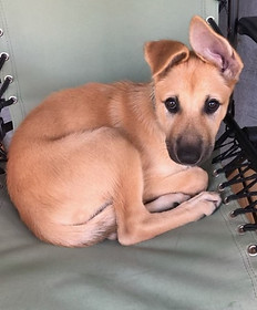 Cora chair cropped.jpg