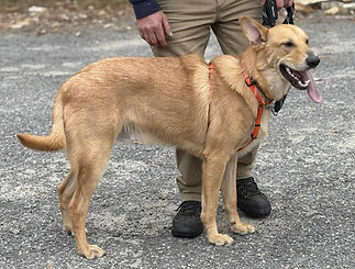 GreatMountain Willing & Able.jpg