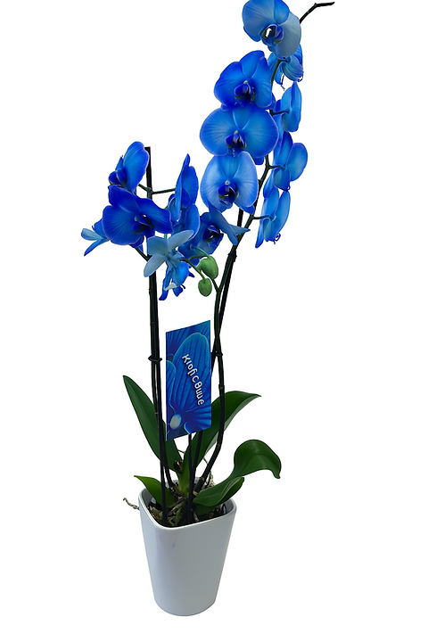 blumenkasten balkon mit wasserspeicher 90 cm 1 Blumenkasten / Balkonkasten mit Wasserspeicher ca. 60 cm aus grauem – La  Casa main image 1