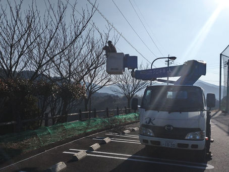 桜の天狗巣病駆除