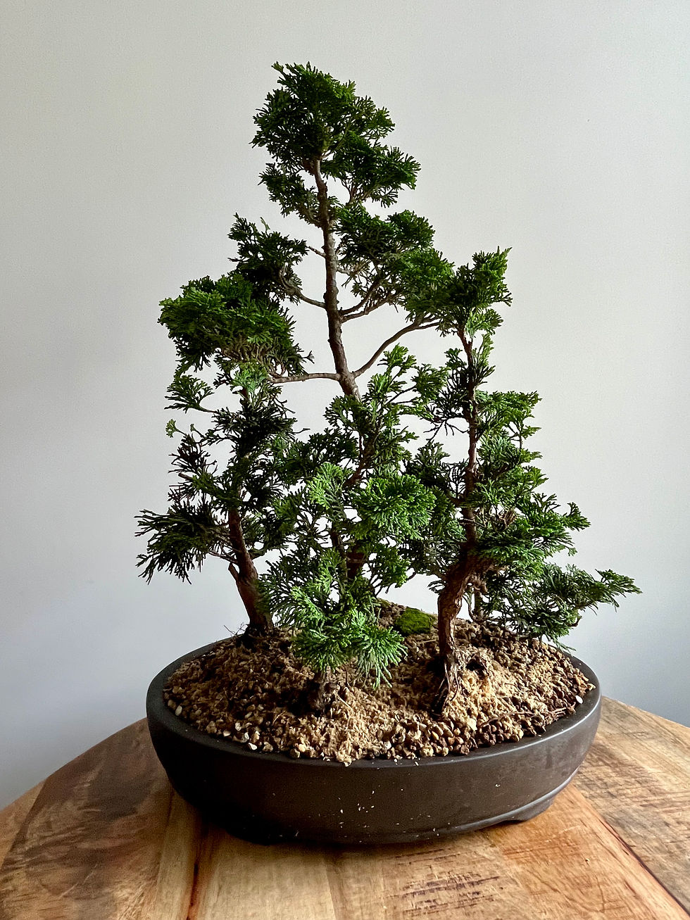 Thumbnail: Hinoki Cypress (Chamaecyparis obtusa) bonsai forest 59cm