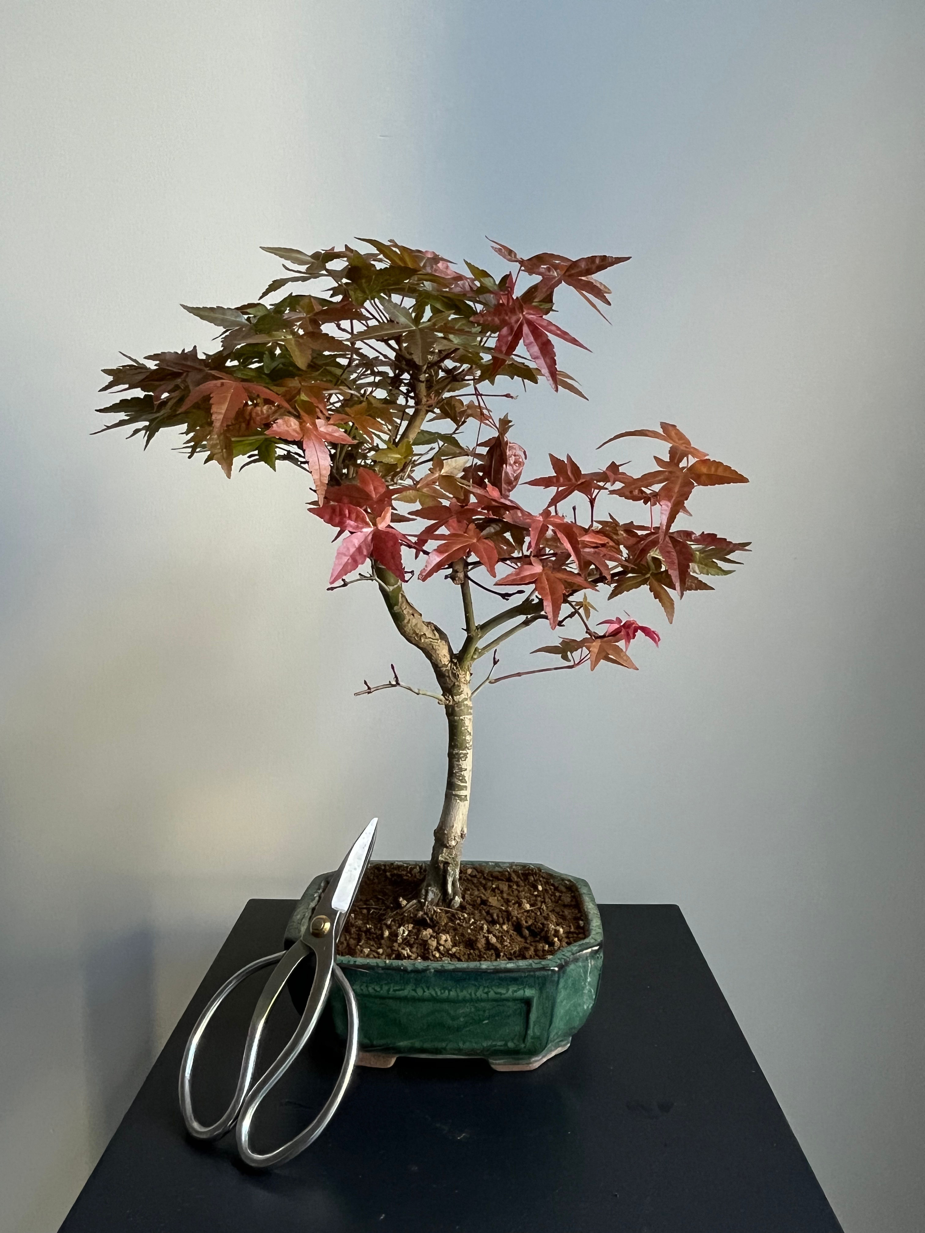 Japanese Maple Deshojo