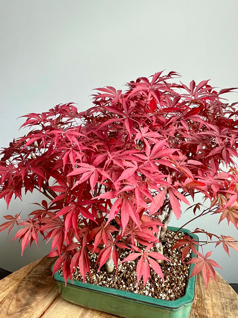 Thumbnail: Japanese Maple Bonsai Forest 46 cm