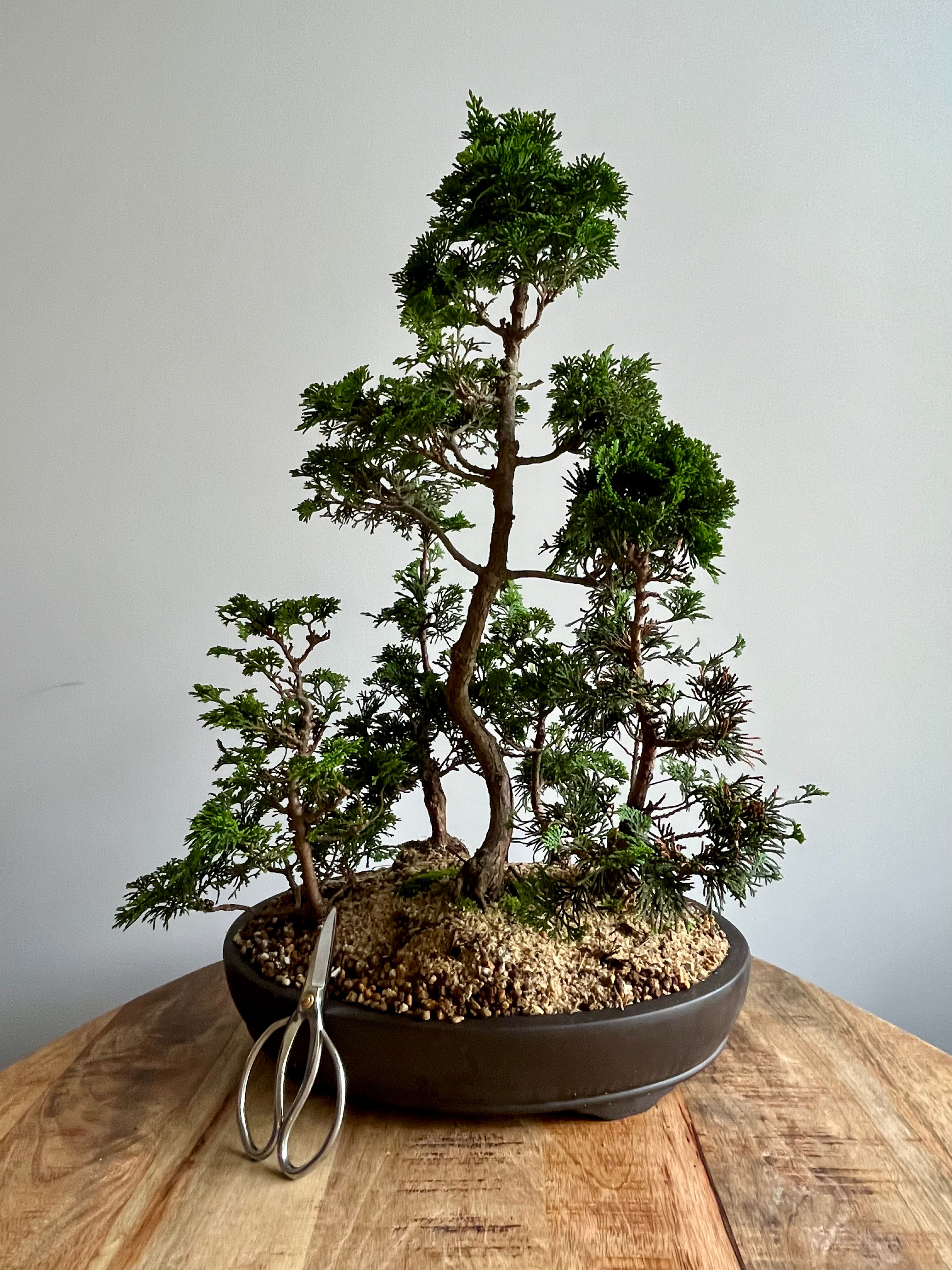 Hinoki Cypress (Chamaecyparis obtusa) bonsai forest 59cm