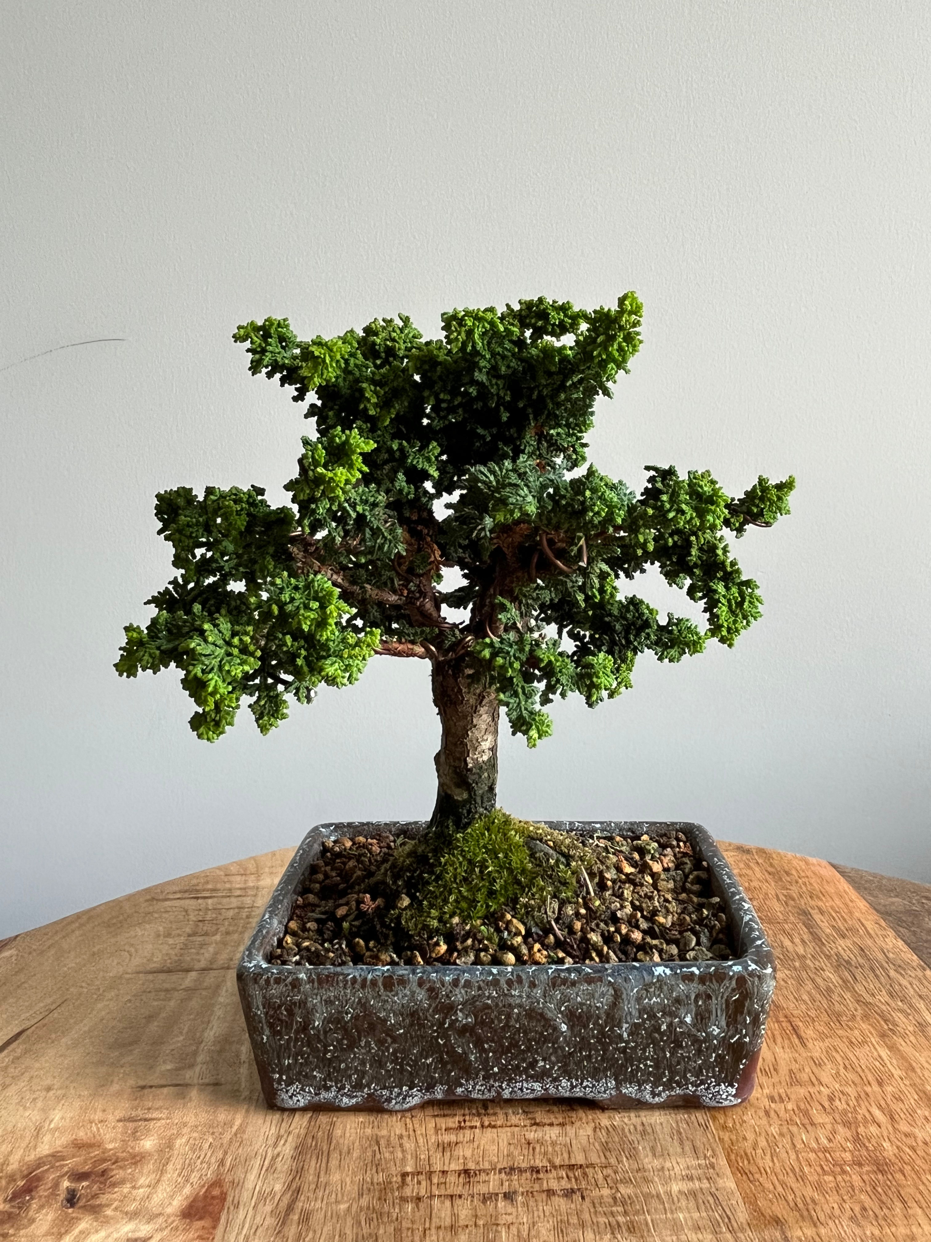 Hinoki Cypress - Sekka