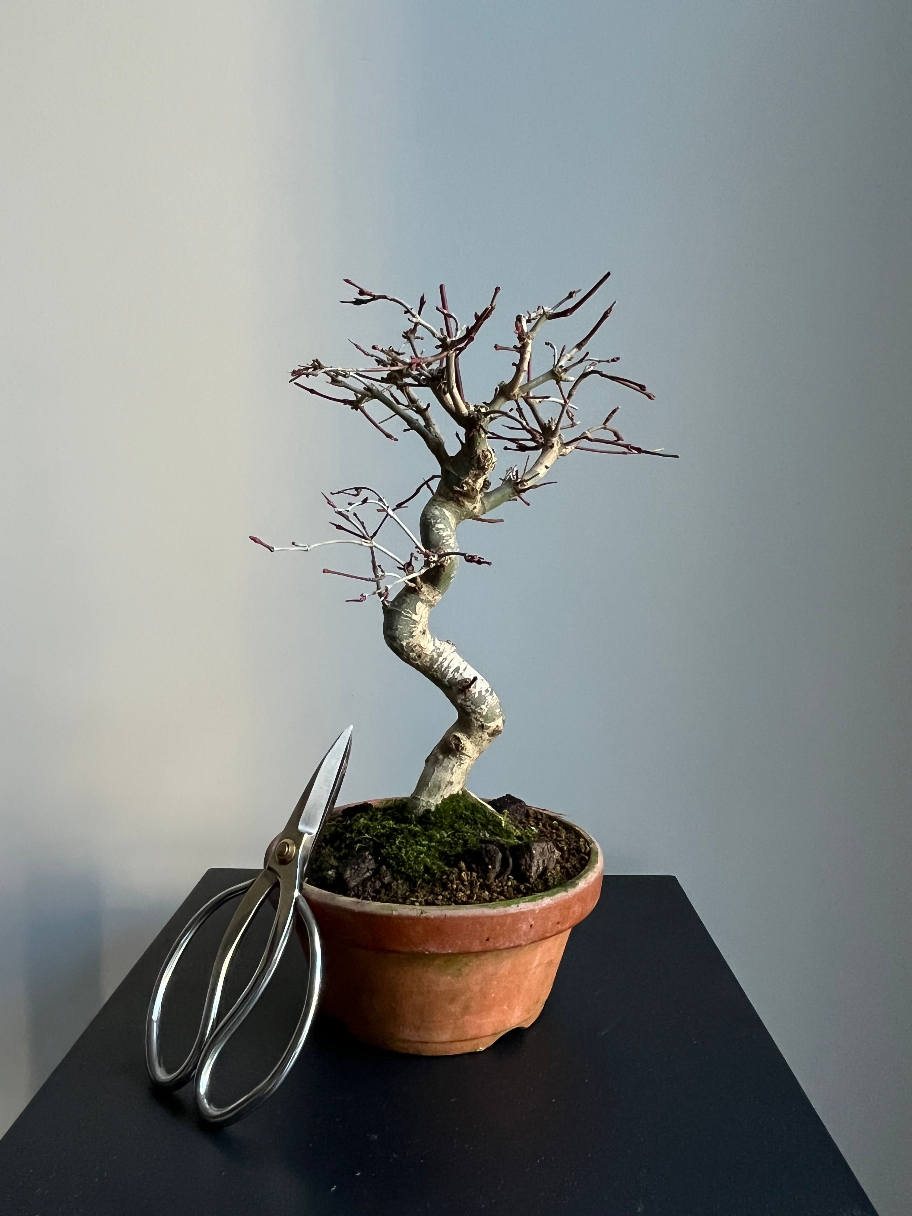 Japanese Maple Deshojo