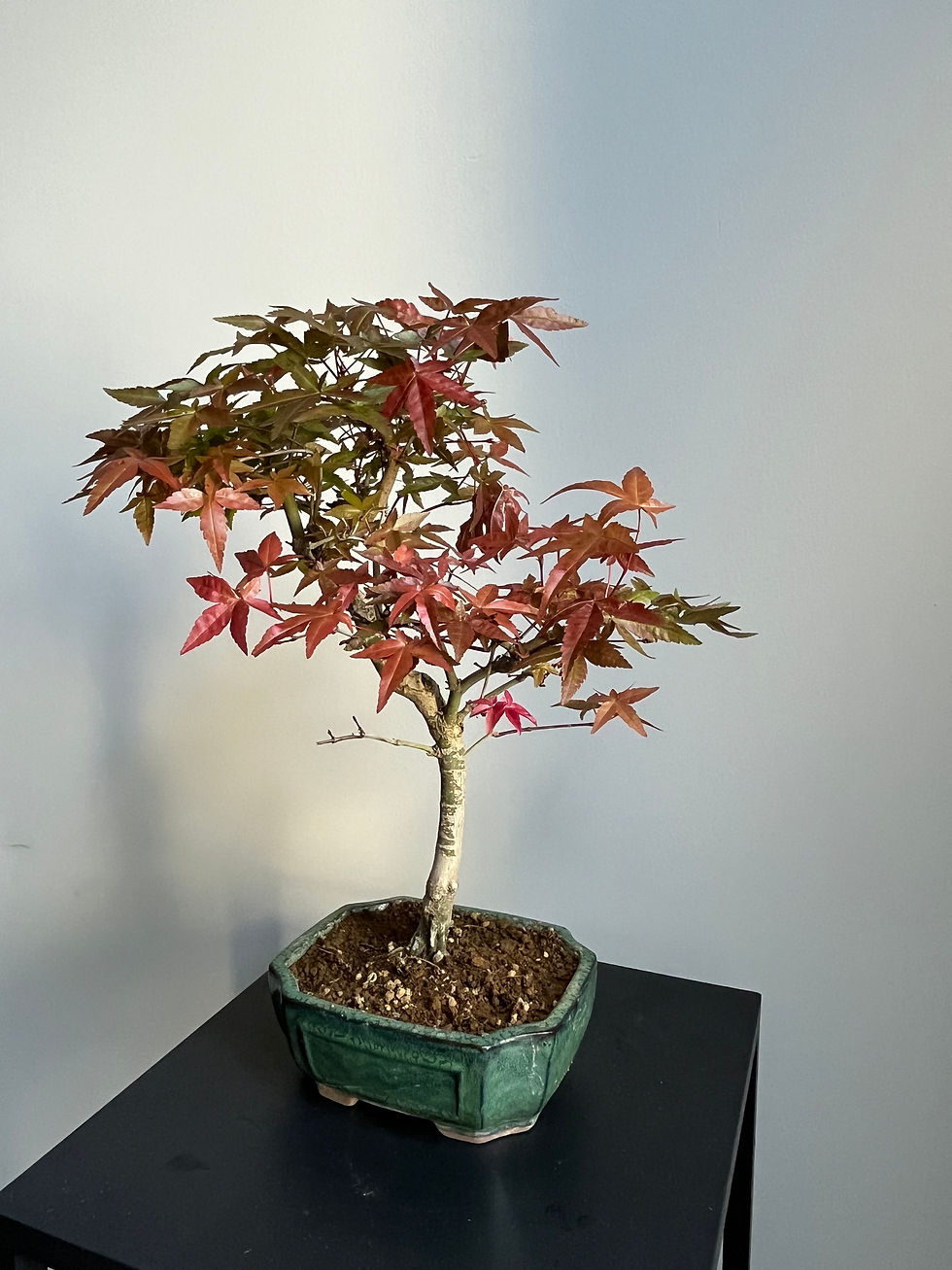 Thumbnail: Japanese Maple Deshojo
