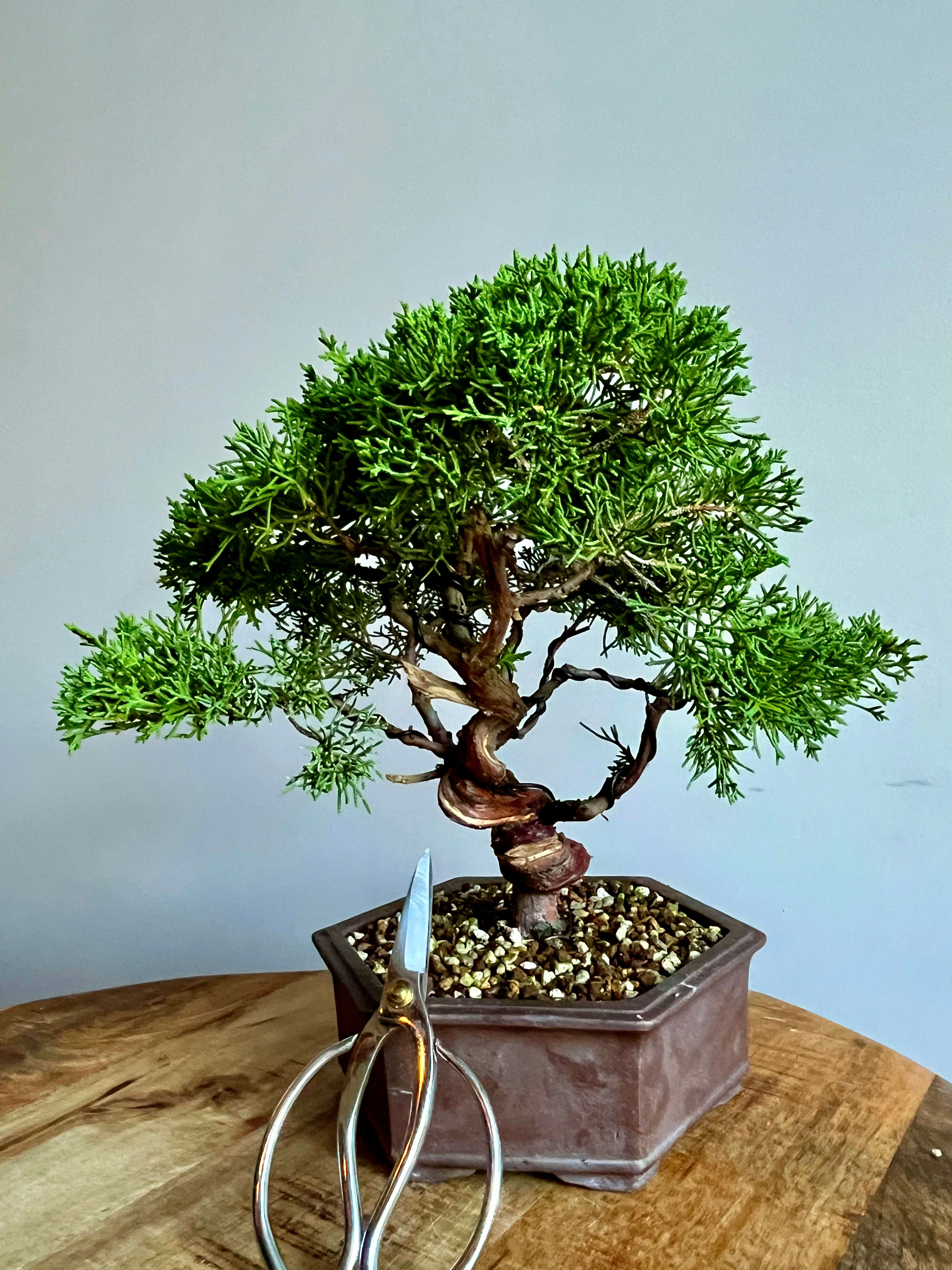 Juniper Chinensis Bonsai