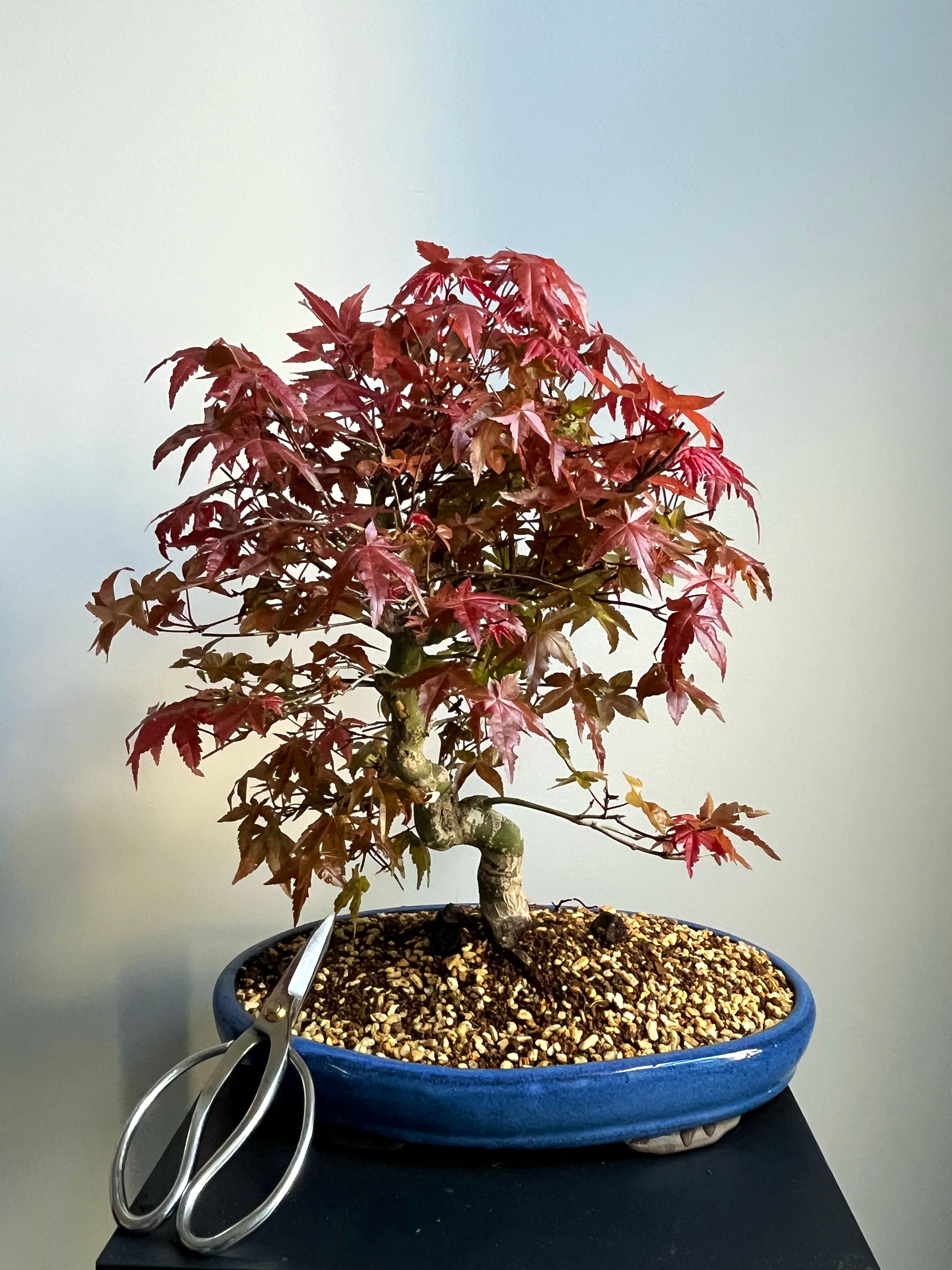 Japanese Maple Deshojo