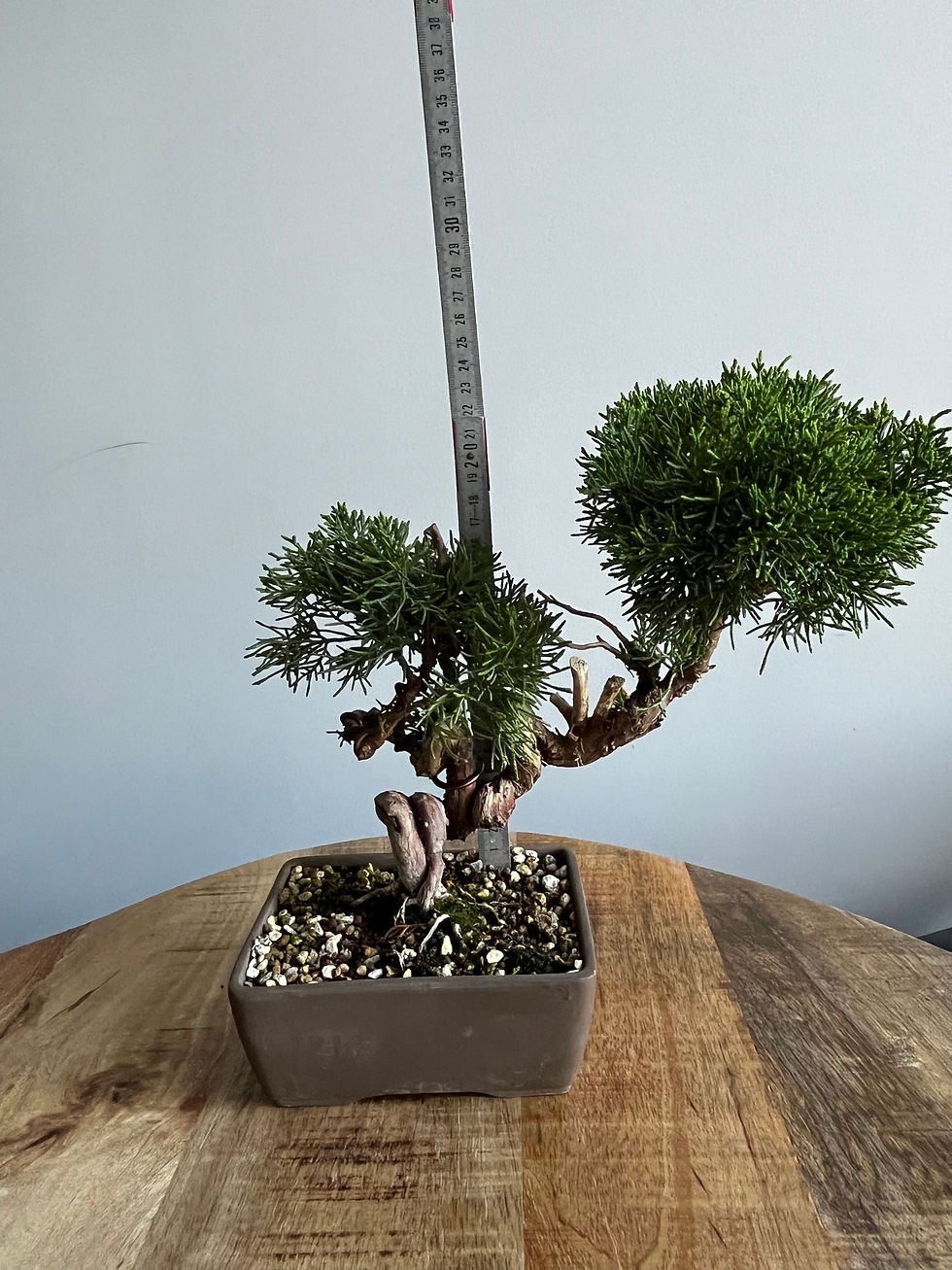 Thumbnail: Juniper Chinensis Kishu