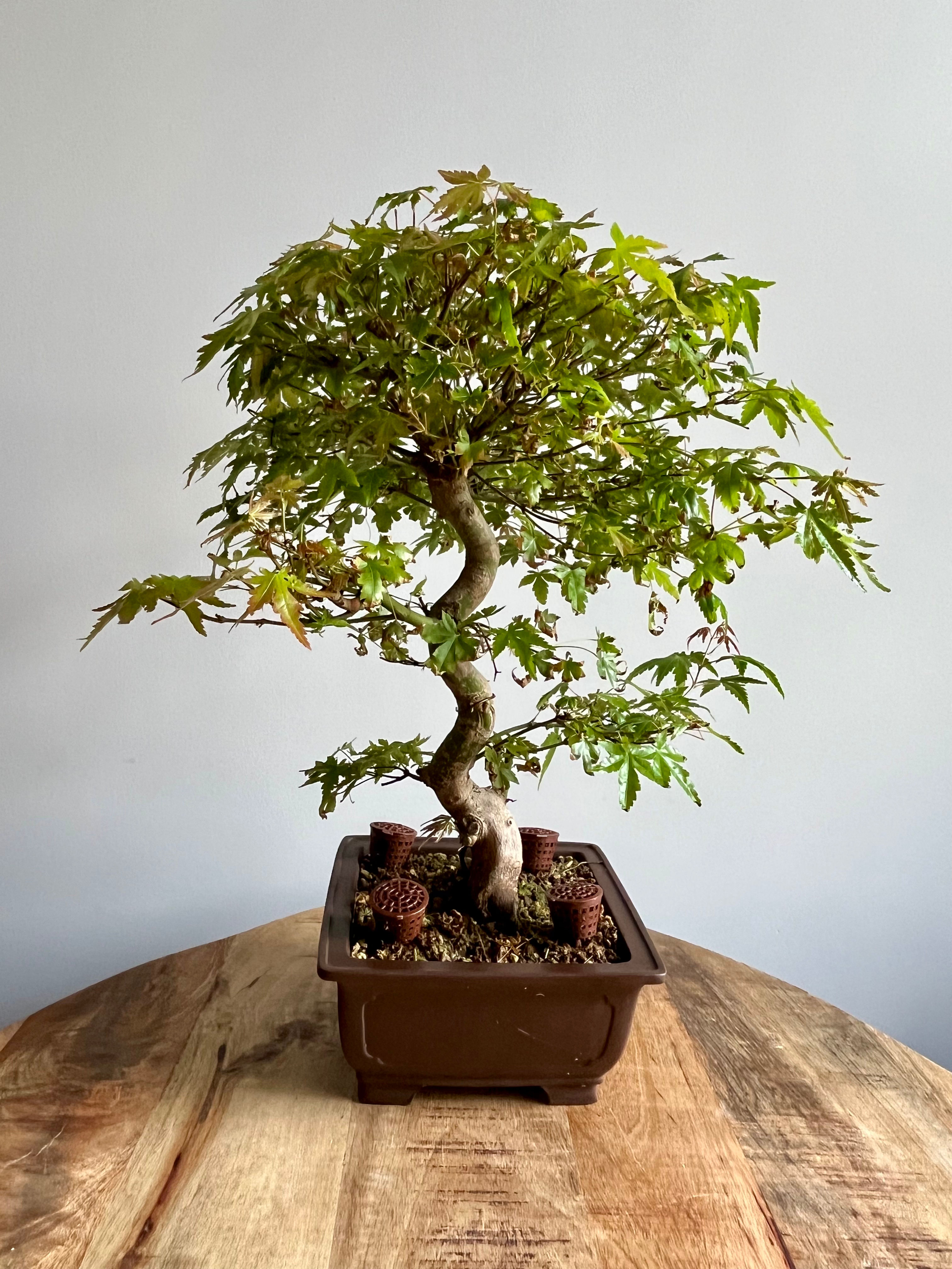 Acer palmatum – Japanese Maple 48cm