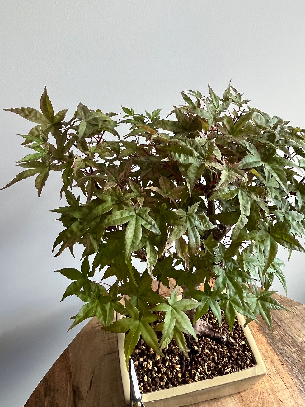 Thumbnail: Japanese Maple (Acer Palmatum)