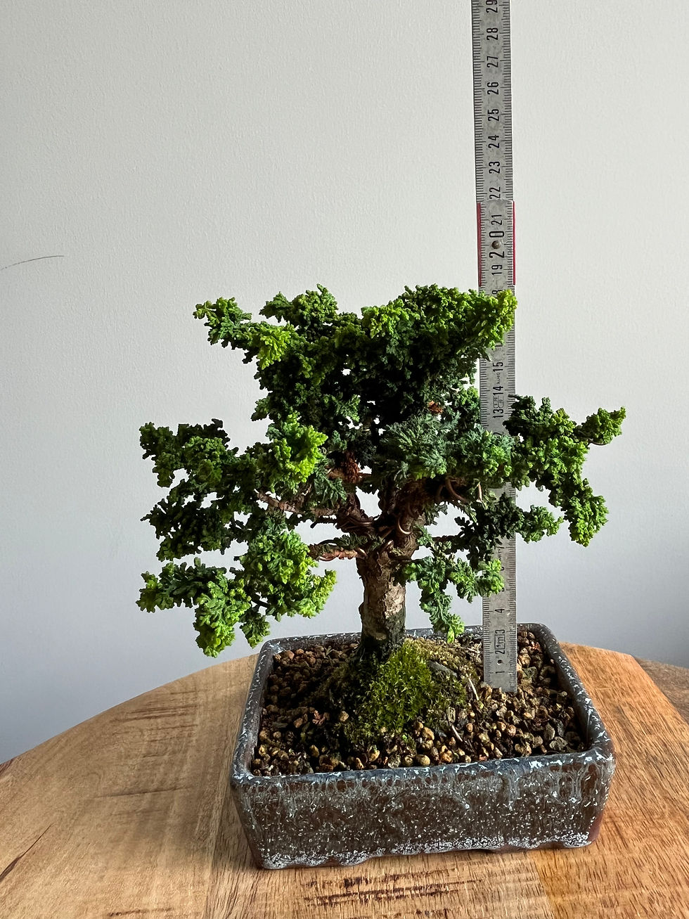 Thumbnail: Hinoki Cypress - Sekka