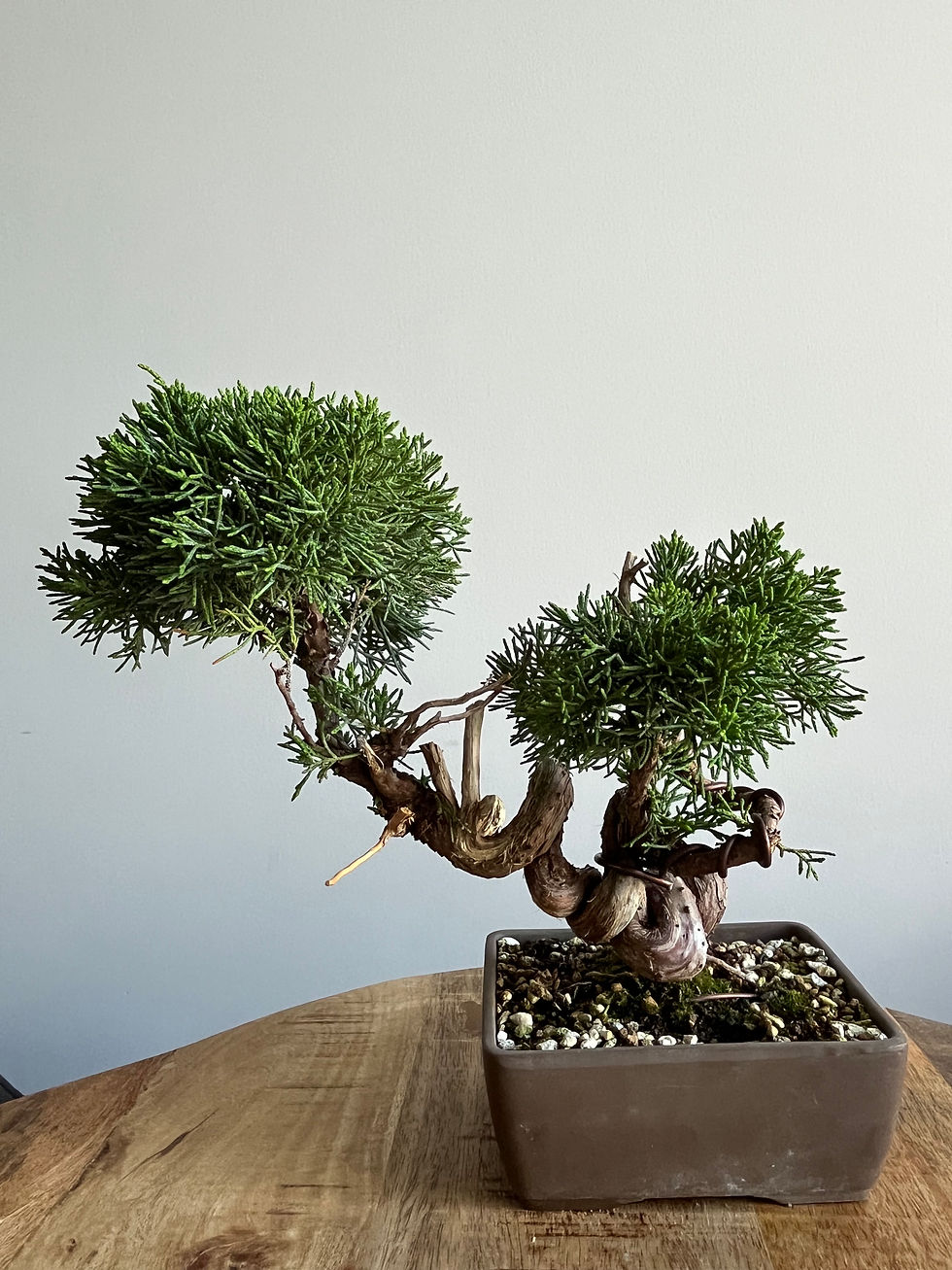 Thumbnail: Juniper Chinensis Kishu