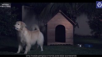 Cachorro goldem