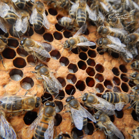 U.S.D.A. Approves First Vaccine for Honeybees