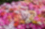 daisy-5267873_1920.jpg