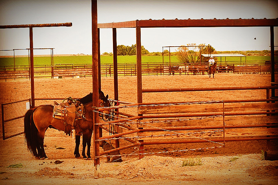 Roping Arena