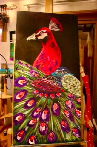 Oiseau, bird, paon peafowl 