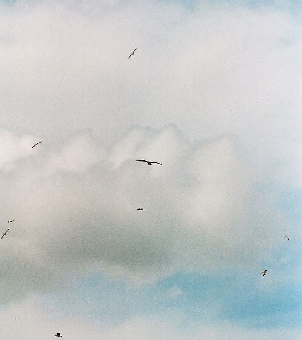 A woman faces away from the viewer, wearing a hijab on a rocky coast. The scene is framed by a square and against a backdrop of a cloudy sky dotted with seagulls.