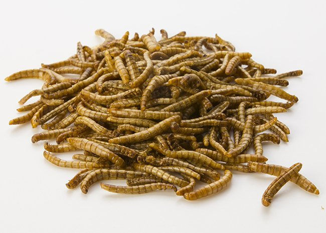 Mealworms1