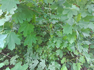 Ma 3 éves az első hazai telepítésű Miyawaki erdő a Tabánban. 