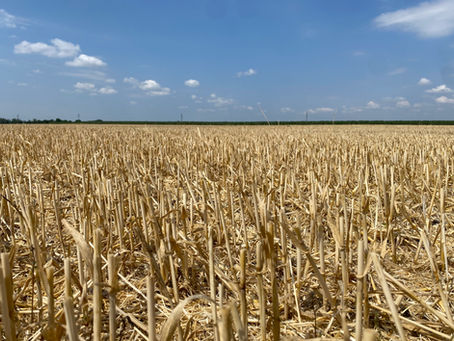Aratás utáni búzatarló nyári hőségben, szármaradványokkal. A Humusline MakroTOP granulátum szárbontáshoz már talajpárával is aktiválódhat.