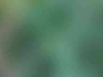 Ma 3 éves az első hazai telepítésű Miyawaki erdő a Tabánban. 