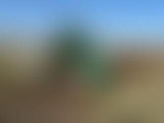 Komposztálás közben dolgozó Gujer TG263 komposztforgató szarvasmarha trágyából kialakított prizmán mezőgazdasági területen