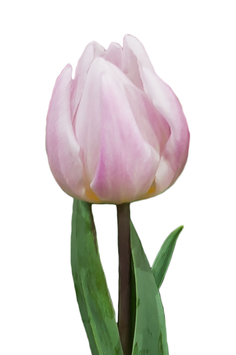 Rose Flag