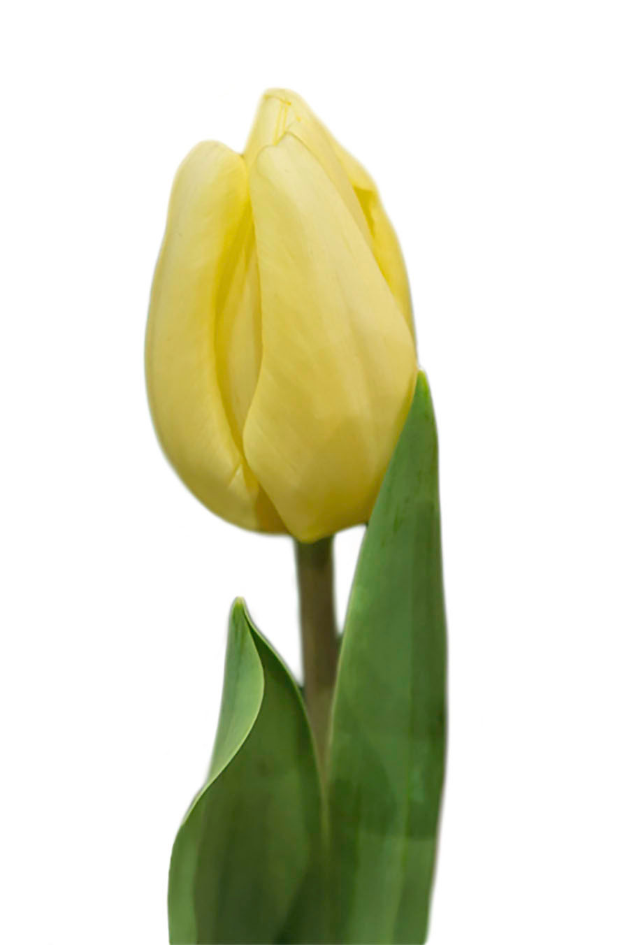 Creme Flag