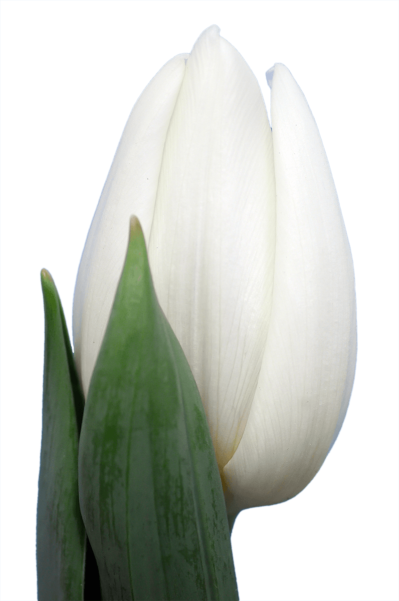 White Flag