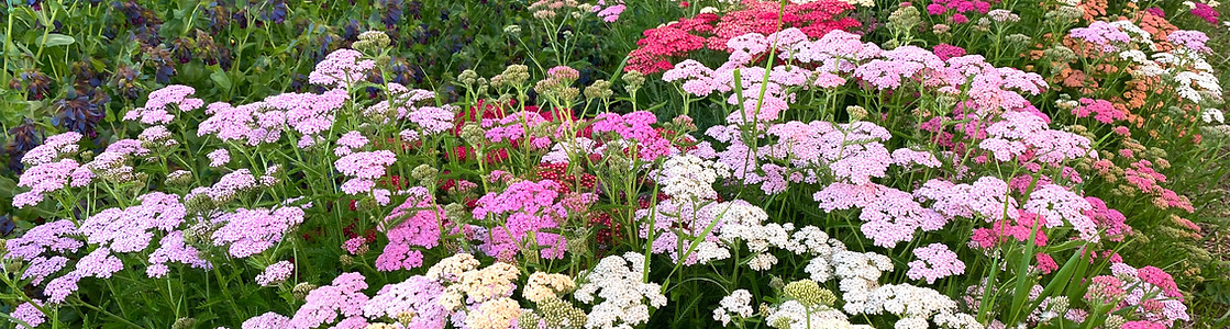 IMG_0920_edited.jpg