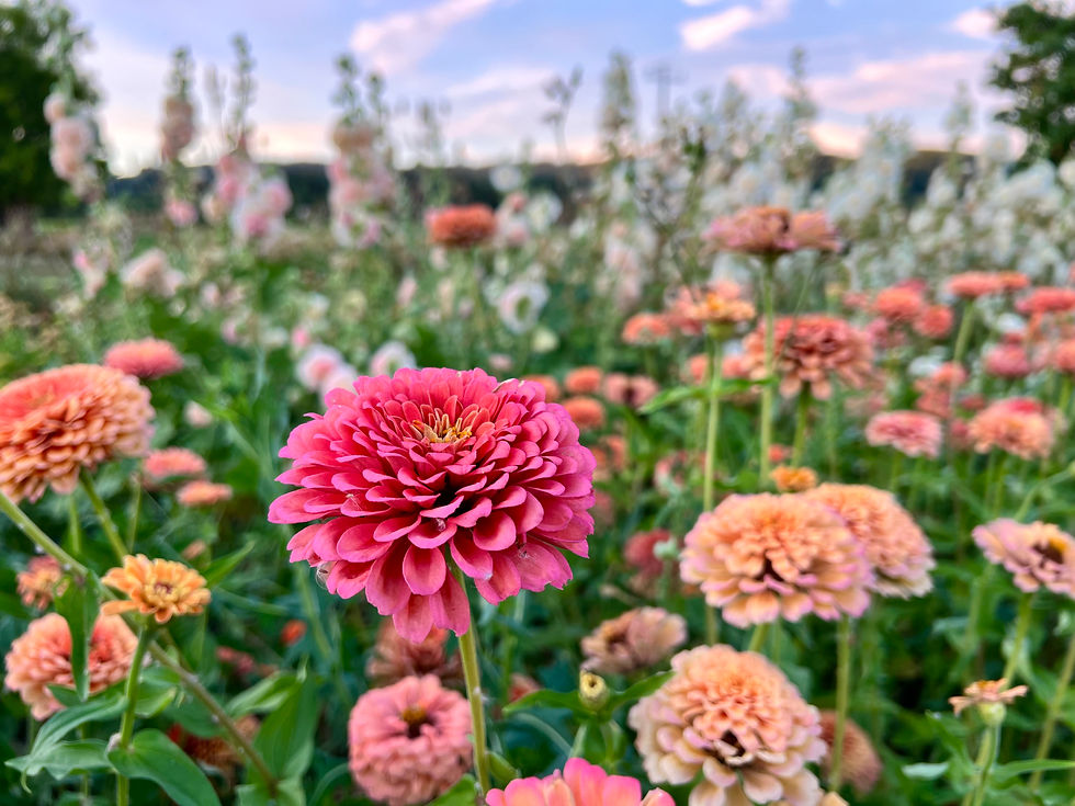 How to Germinate Zinnia Seeds