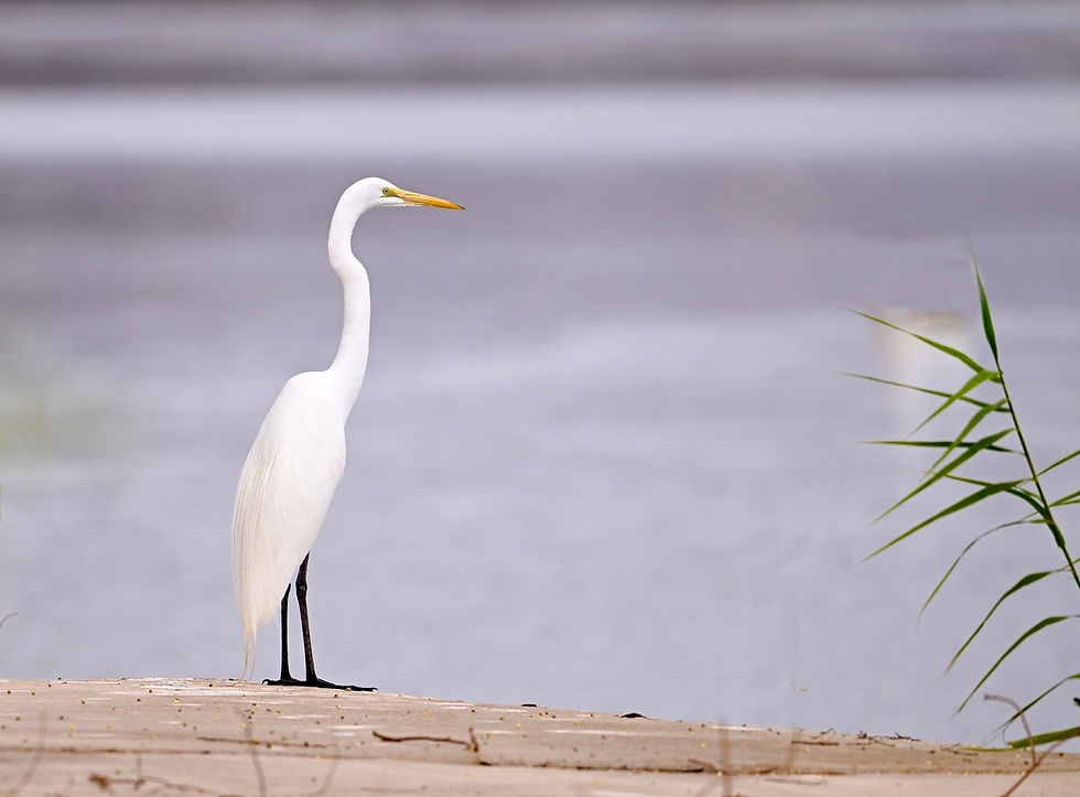 Great Egret