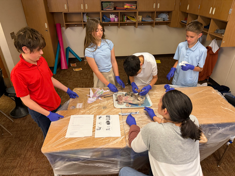 5th Grade pig dissection
