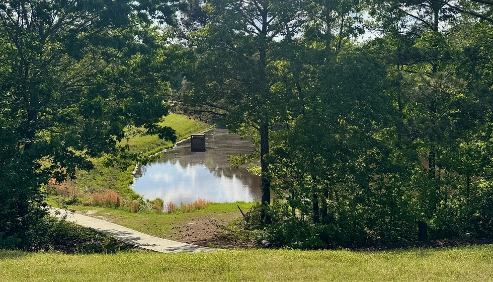 Pond - landscape.png