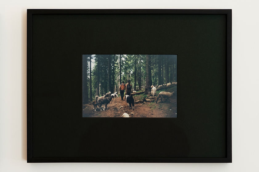 Bergersdescarpates_EugénieTouzé