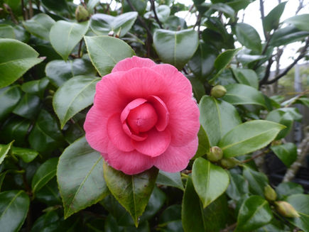 Sunday 25th January 2026 - Two Threes, Jamming and Camelia