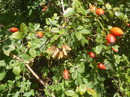Tuesday 15th September 2026 - Autumnal Photos