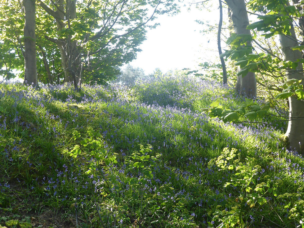 Woodland Bluebells in the Dappled Sunshine
