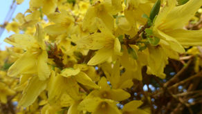 Friday 27th March 2026 - Overstrand Coast Community Transition Plan and Feeling Privileged to Live in Overstrand