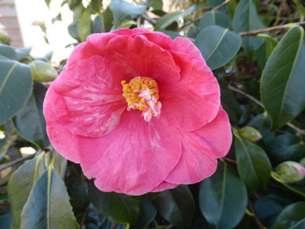 Sunday 26th February 2023 - Compound Gone and Footpath Plans